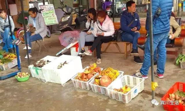 请不要对着手机流口水\^O^/宾川鸡足山正疯长的野生菌