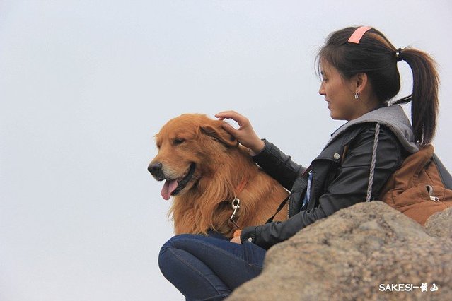 金毛萨克斯,金毛挑战全部视频