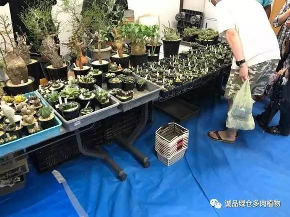 日本特价展会,日本多肉植物博览会