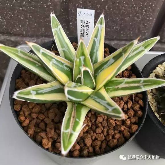 日本第二届多肉特卖会