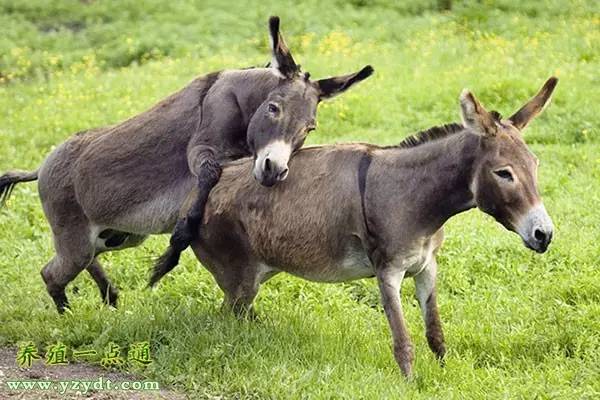 养驴大全,养驴有什么好的方法吗