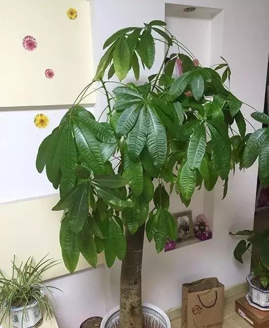 客厅适合摆放的十大植物除甲醛,客厅吸甲醛植物有哪些