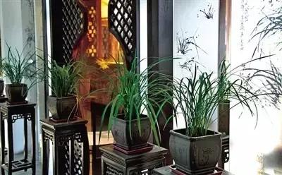 客厅适合摆放的十大植物除甲醛,客厅吸甲醛植物有哪些