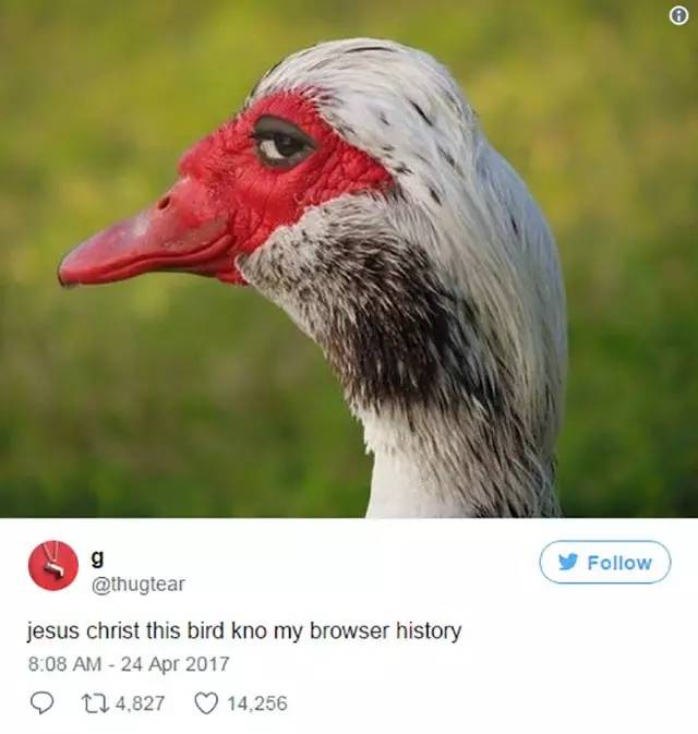 撒盐宝贝、斜眼鸭，上半年被歪果网友玩坏的那些梗！