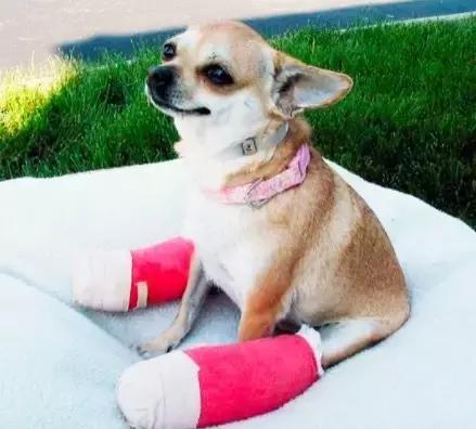 受了伤的狗狗,汪星人受伤真相