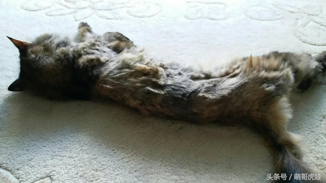 澶忓ぉ鏉ヤ簡鐚ゴ,澶忓ぉ鏉ヤ簡瑕佺粰鐚壀姣涘悧