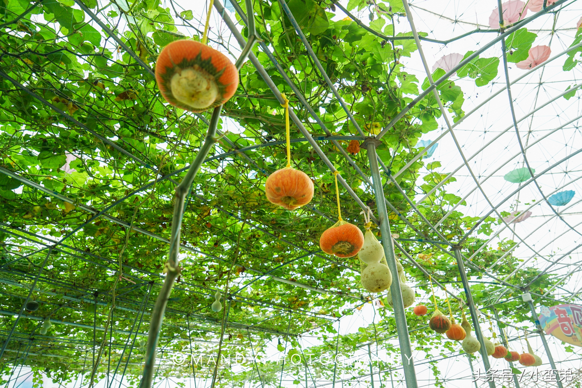 广州周边不为人知的宝藏景点,广州水上乐园旅游景点推荐