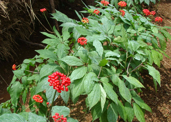 人参最有价值的部位是什么,年份少的人参有价值吗