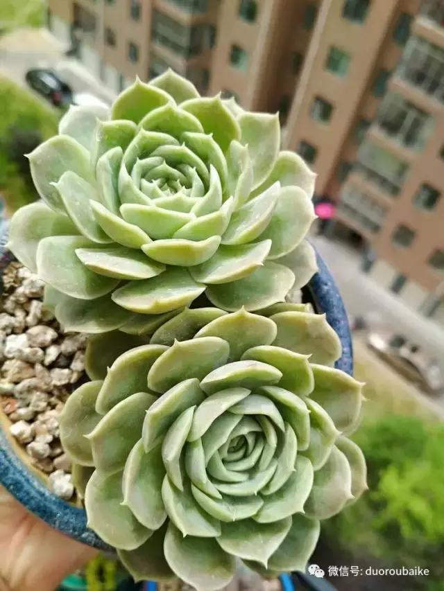 遇见多肉作品,和多肉邂逅的时光