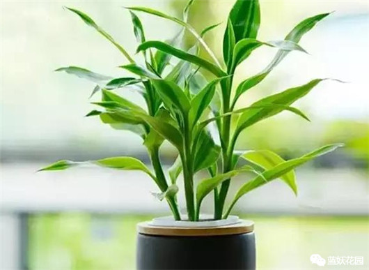 富贵竹叶子发黄怎么办水养盆栽,富贵竹叶子发黄怎么办妙招