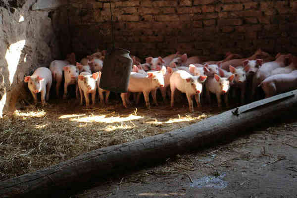 猪光吃不长肉正确方法,喂了半年的猪光吃不长是怎么回事