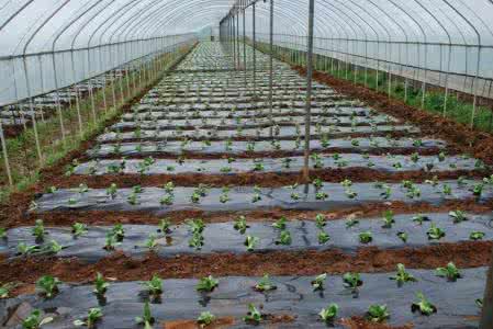 农作物除害,农作物热害预防措施