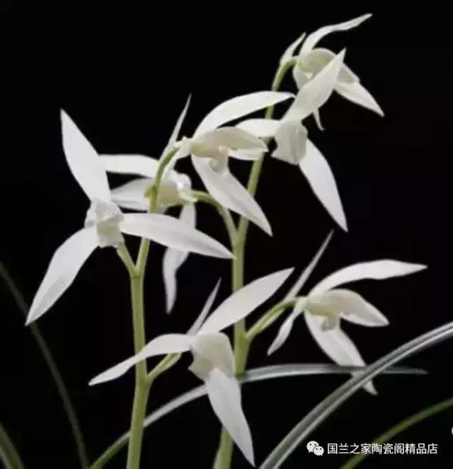 春兰和蕙兰莲瓣,蕙兰带花苞的兰花怎样上盆