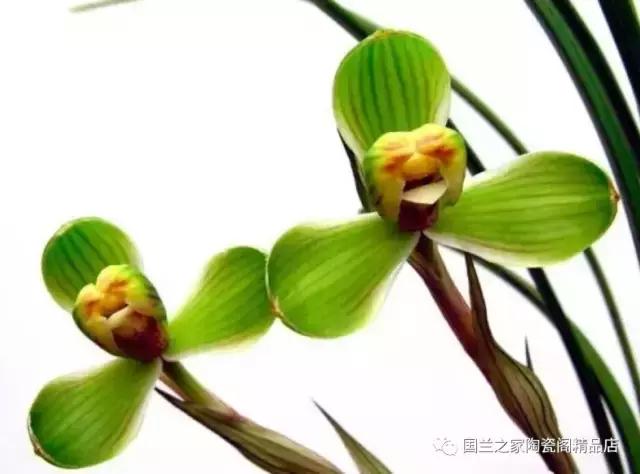 春兰和蕙兰莲瓣,蕙兰带花苞的兰花怎样上盆