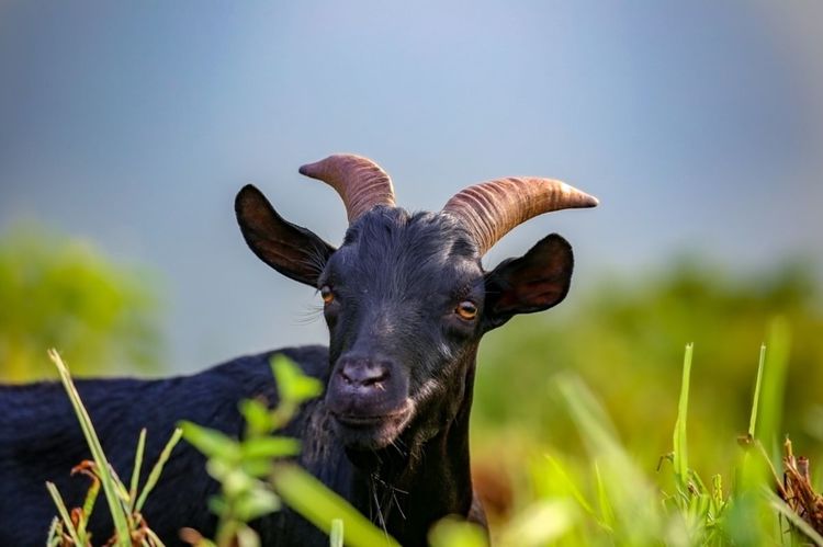 全国各地烤全羊,万人吃烤全羊