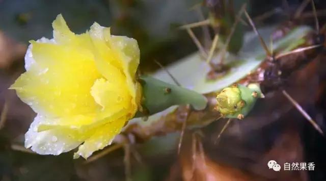 你不知道的仙剑三花絮,你不知道的仙品