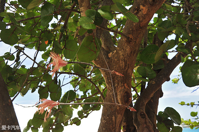 海陆皆猛虎路虎百慕大美洲帆船赛之旅