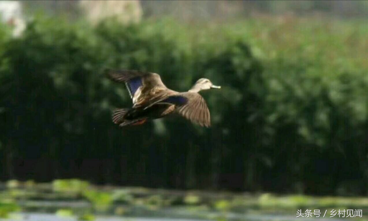 永年附近鸟,邯郸永年湿地鸟类