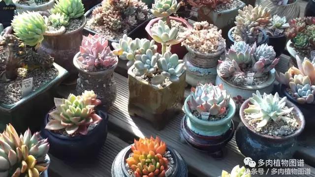 满阳台的多肉,满阳台多肉