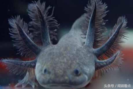 比六角龙鱼好养的宠物,六角龙鱼太可爱了