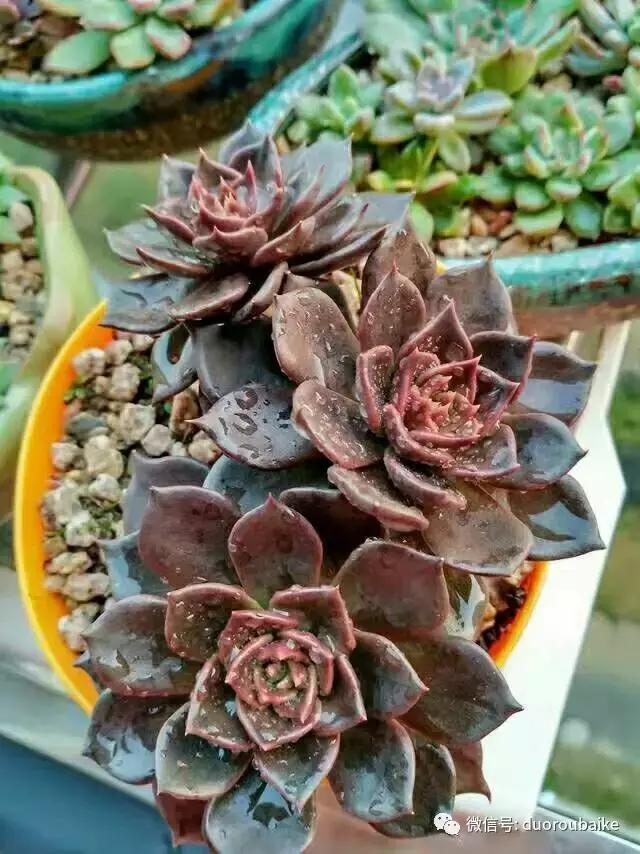 遇见多肉作品,和多肉邂逅的时光