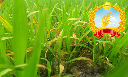 水稻叶片发黄干枯怎么回事,水稻苗床上秧苗发黄是什么原因