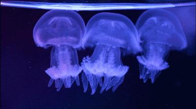 单飞露营,露营还可以做哪些活动