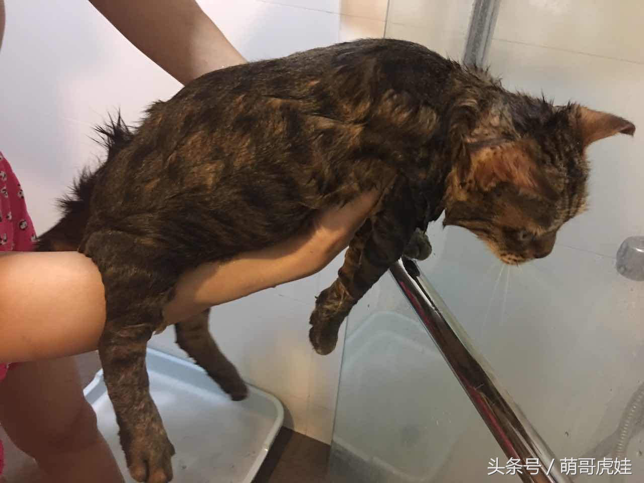 蓝猫掉毛厉害 (公蓝猫掉毛)