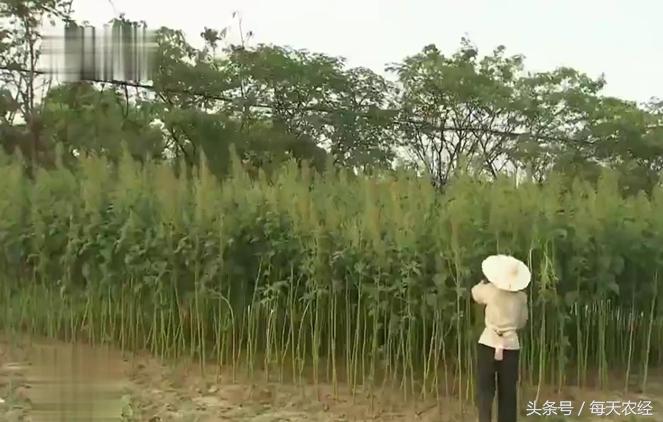 绍兴臭豆腐臭水太咸了怎么办,绍兴臭豆腐像下水道的味道