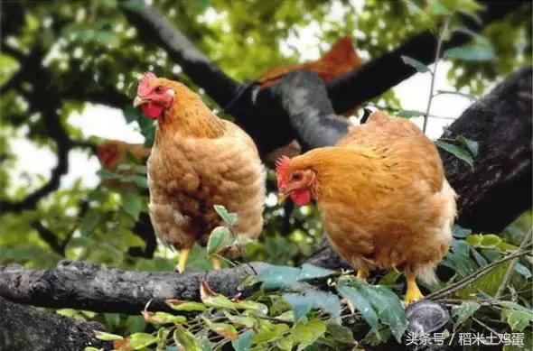 在南京吃生煎包，有这攻略就够了！