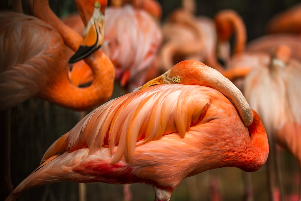 鐏儓楦熺潾姣涜啅瀵嗙⒊,鐏儓楦熺粏寰潾姣涜啅