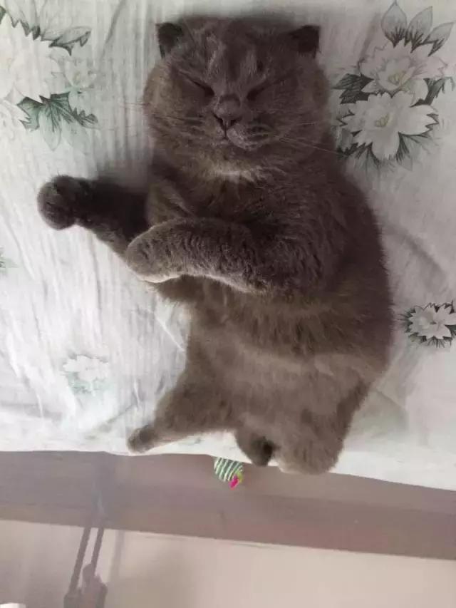 猫咪睡姿大作战,猫咪大字型睡姿图片