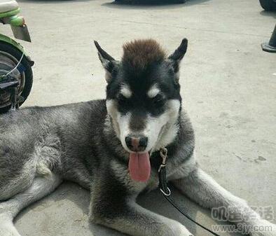 搞笑段子：他终于鼓起勇气：叔叔，我可以玩那个吗？我说：不可以