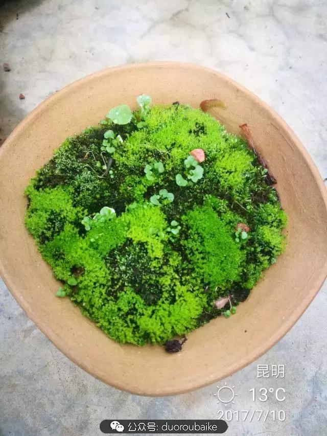 苔藓与多肉,多肉与苔藓的巧妙组合