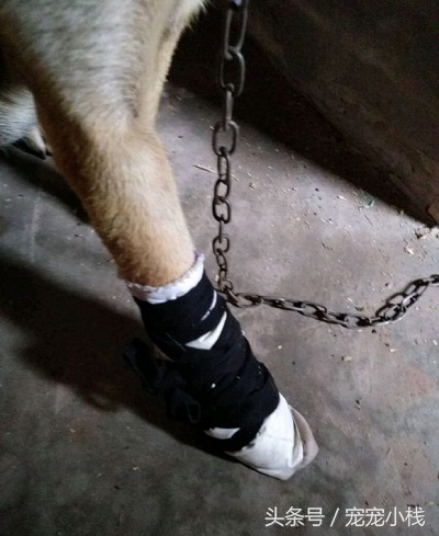 狗狗被蛇咬伤打什么针,狗狗被毒蛇咬伤