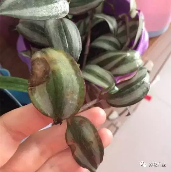 植物起死回生 (让植物起死回生的小妙招)