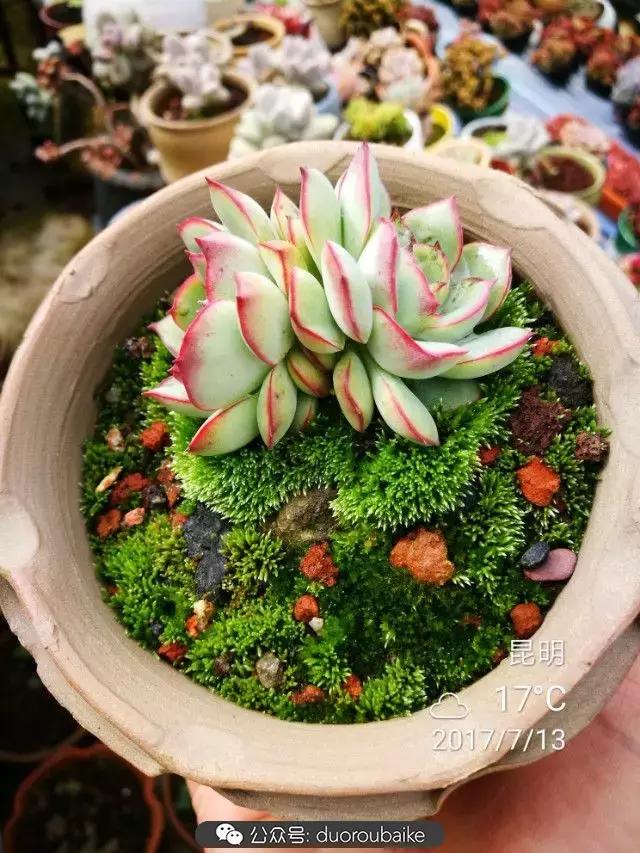 苔藓与多肉,多肉与苔藓的巧妙组合