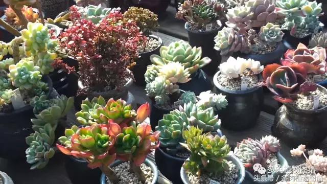 满阳台的多肉,满阳台多肉