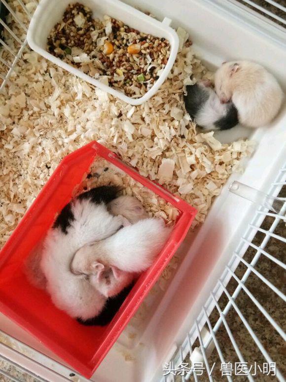 网友的仓鼠繁殖能力惊人,送完一窝,又来一窝,快要养不起了