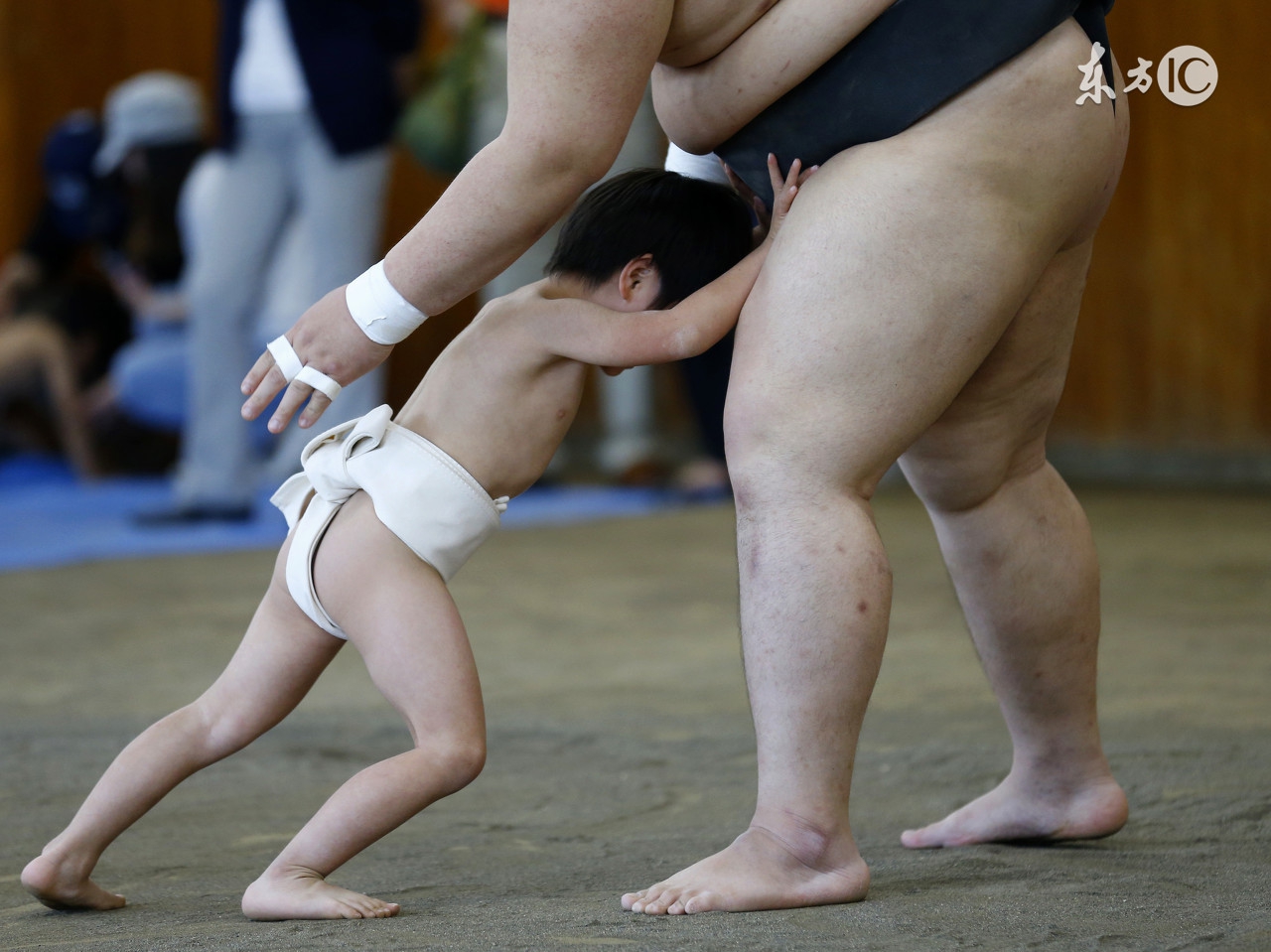 散养土鸡舍怎么防黄鼠狼,林下散养鸡怎么防黄鼠狼