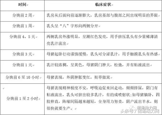 怎么给母猪接猪仔,母猪怎么接产视频教程