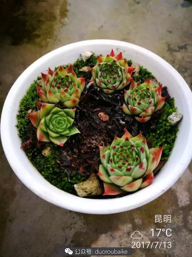 苔藓与多肉,多肉与苔藓的巧妙组合