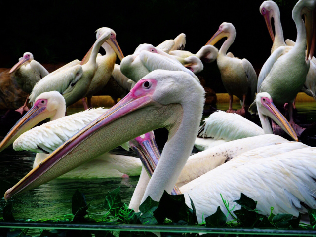 长隆攻略广州长隆欢乐世界攻略,广州长隆最全游玩攻略及费用