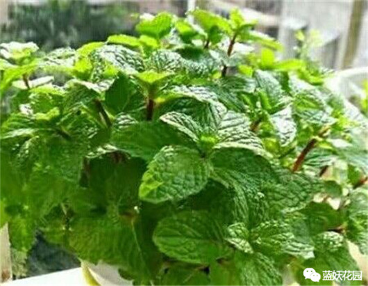 发财树的栽培与君子兰管理,发财树和君子兰可以放在阳光下吗