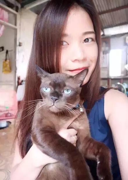 猫咪眼睑内翻解决办法,猫咪下眼睫毛内翻割眼皮后闭不上