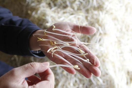 吃了豆芽中毒症状,吃了豆芽中毒应该怎样解毒