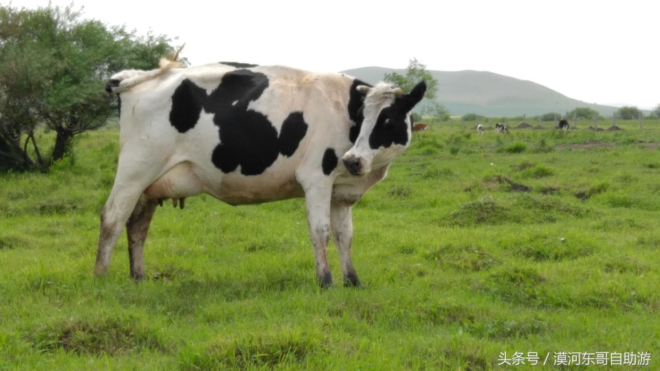 呼伦贝尔漠河旅游攻略夏季,呼伦贝尔漠河环线自由行