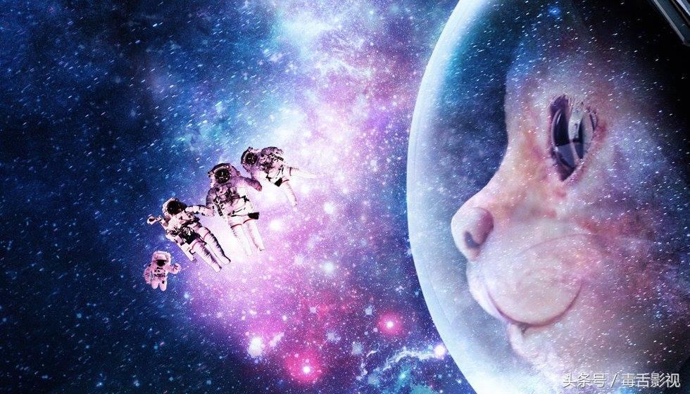 五句话夸猫咪可爱作文,关于喵星人的好听句子简短