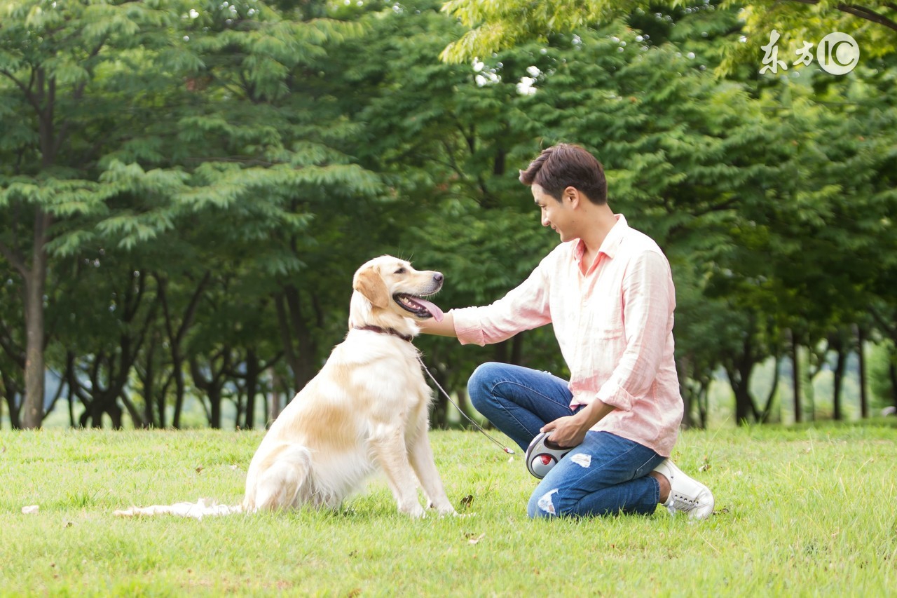 解决金毛狗狗便秘的方法,金毛幼犬便秘有什么症状
