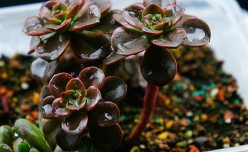 多肉植物天天淋着雨水怎么办,室外养多肉如何防雨水